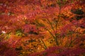 Autumn in Japan at castle ruins