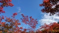 Autumn in Japan hunting for red leaves of maple tree Kioto Royalty Free Stock Photo