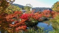 Autumn in Japan hunting for red leaves of maple tree Kioto Royalty Free Stock Photo