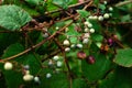 Autumn Japan Porcelain Berry Ampelopsis Brevipedunculata