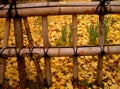 Autumn Japanese fence Royalty Free Stock Photo