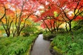 Autumn japanese garden