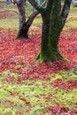 Autumn in Japanese garden in Kyoto Royalty Free Stock Photo