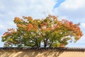 Autumn Japanese garden with maple in Kinkakuji temple at Kyoto, Japan Royalty Free Stock Photo