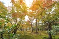 Autumn Japanese garden with maple in Kinkakuji temple at Kyoto Royalty Free Stock Photo