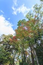 Autumn Japanese garden with maple in Kinkakuji temple at Kyoto Royalty Free Stock Photo