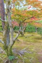 Autumn Japanese garden with maple in Kyoto Royalty Free Stock Photo