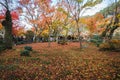 Autumn Japanese Garden with Maple Leaves on the Moss Ground, at Enkoji Temple, Kyoto, Japan Royalty Free Stock Photo