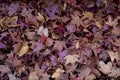 Autumn japanese sugar maple leaves.