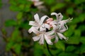 Gentle Autumn Japanese Wild Nerine