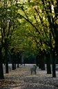 Autumn in the Jardin du Luxembourg