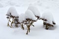 Autumn Joy Flowers after a hardy snowfall Royalty Free Stock Photo