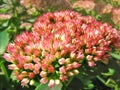 Autumn Joy sedum sedum spectabile plant blooming