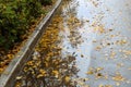 Autumn, juicy yellow leaves lie in a puddle on the pavement