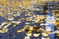 Autumn, juicy yellow leaves lie in a puddle on the pavement