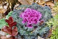 Autumn Kale in the Garden Royalty Free Stock Photo