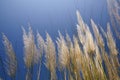 Autumn Kans grass