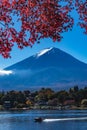 Autumn Fuji fall leaves