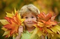 Autumn kids portrait closeup. Kids play in autumn park. Children throwing yellow leaves. Child boy with oak and maple Royalty Free Stock Photo