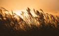 Autumn in Korea: Reeds symbolize the change of seasons silhouette Royalty Free Stock Photo