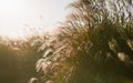 Autumn in Korea: Reeds symbolize the change of seasons silhouette Royalty Free Stock Photo