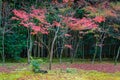 Autumn at Koto-in a Sub Temple of Daitokuji Temple in Kyoto