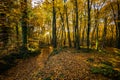 Autumn in La Fageda D En Jorda Forest, La Garrotxa, Spain