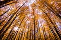 Autumn in La Fageda D En Jorda Forest, La Garrotxa, Spain