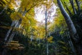 Autumn la Grevolosa forest, Osona, Barcelona, Spain