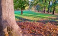 Autumn in La Mandria Park, Venaria Reale town, Italy. Nature, environment and tourism Royalty Free Stock Photo