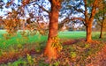 Autumn in La Mandria Park, Venaria Reale town, Italy. Nature, environment and tourism Royalty Free Stock Photo