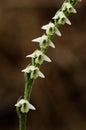 Autumn Lady`s Tresses orchid flowers close up - Spiranthes spiralis Royalty Free Stock Photo