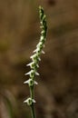 Autumn Lady`s Tresses orchid flowers - Spiranthes spiralis Royalty Free Stock Photo