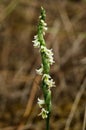 Autumn Lady`s Tresses orchid with small insect - Spiranthes spiralis