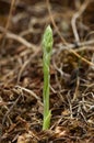 Autumn Lady`s Tresses orchid sprout - Spiranthes spiralis