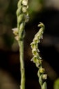 Autumn ladyÃ¢â¬â¢s- tresses, Spiranthes spiralis, Buskett, Malta Royalty Free Stock Photo