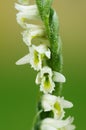 Autumn Ladys Tresses orchid flower detail - Spiranthes spiralis Royalty Free Stock Photo