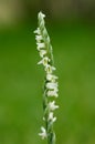 Autumn Ladys Tresses orchid flower spike - Spiranthes spiralis Royalty Free Stock Photo