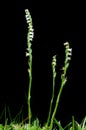 Autumn Ladys Tresses orchid over black - Spiranthes spiralis Royalty Free Stock Photo