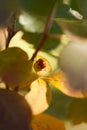 Autumn Ladybug On Yellow Leaf Royalty Free Stock Photo