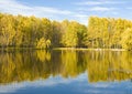 Autumn, lake and birch forest Royalty Free Stock Photo