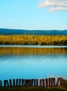 Autumn lake and birch trees forest Royalty Free Stock Photo