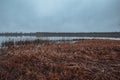 Autumn lake with fog and yellow grass. Movie atmosphere Royalty Free Stock Photo