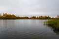 Lake with green reeds and autumn yellow forest Royalty Free Stock Photo