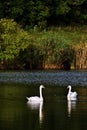 Autumn lake with mute swans Cygnus olor Royalty Free Stock Photo