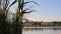 Lush bulrush stalks growing at lake. Autumn lake landscape Royalty Free Stock Photo