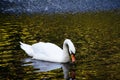 autumn lake swan nature reflection