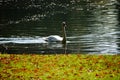 autumn lake swan nature reflection