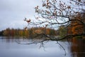 Autumn Lake View with Overhanging Branch and Fall Foliage Royalty Free Stock Photo