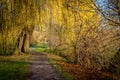 Autumn land stock shortly after sunrise and everything is yellow coloured